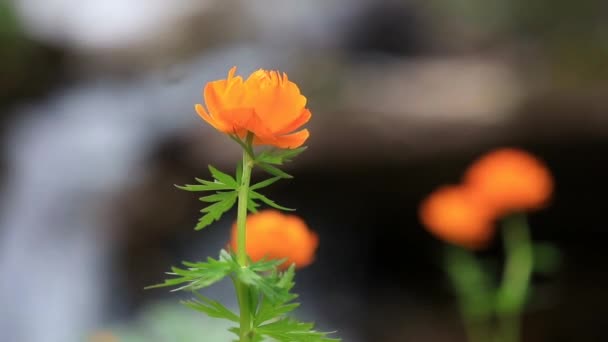 Belas flores de montanha. Magnífica vegetação de montanha perto e fantasticamente belas flores — Vídeo de Stock