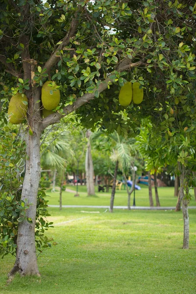 Tropical trees with fruits. The trees growing in tropics