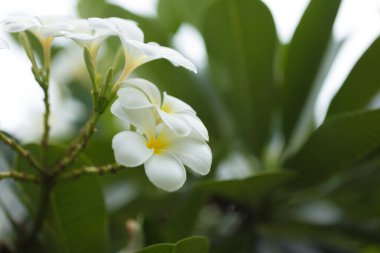 Güzel tropikal çiçekler. Parlak tropikal güneşin altında renkli bitki ve çiçeklerden oluşan bir isyan.