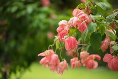 Güzel tropikal çiçekler. Parlak tropikal güneşin altında renkli bitki ve çiçeklerden oluşan bir isyan.