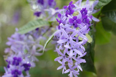 Güzel tropikal çiçekler. Parlak tropikal güneşin altında renkli bitki ve çiçeklerden oluşan bir isyan.