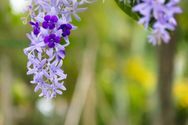 Güzel tropikal çiçekler. Parlak tropikal güneşin altında renkli bitki ve çiçeklerden oluşan bir isyan.