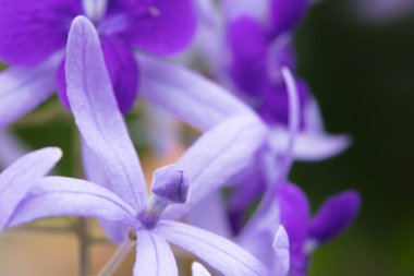 Güzel tropikal çiçekler. Parlak tropikal güneşin altında renkli bitki ve çiçeklerden oluşan bir isyan.