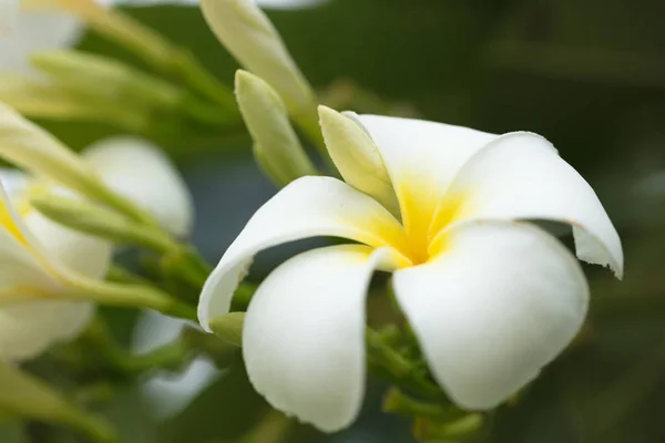 Piękne Tropikalne Kwiaty Zamieszki Kolorowych Roślin Kwiatów Pod Jasnym Tropikalnym — Zdjęcie stockowe