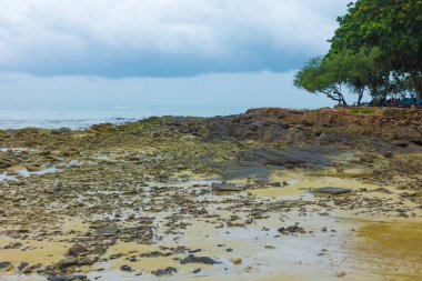 Deniz kıyısındaki ağaçlarla dolu güzel bir manzara.