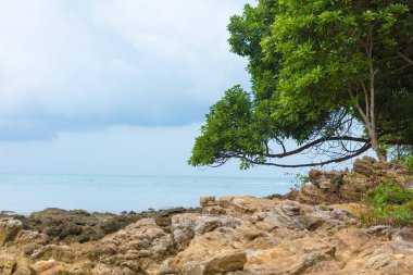 Güzel, muhteşem bitki örtüsü kayalık okyanus kıyısında