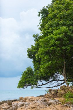 Güzel, muhteşem bitki örtüsü kayalık okyanus kıyısında