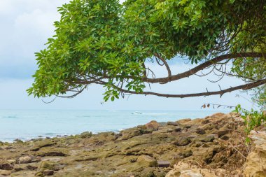 Güzel taşlı sahil ve yalnız ağaç bir akıntıdan sonra
