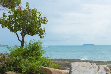 Sahilde yapayalnız bir ağaç.