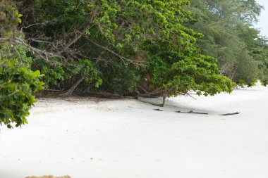 Okyanus kıyısındaki kar beyazı kum ve akış sırasında tropikal bitki örtüsü