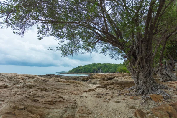 Красиве Кам Яне Узбережжя Самотнє Дерево Після Відтоку — стокове фото
