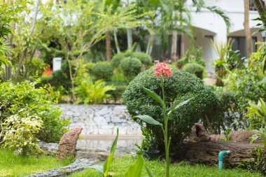 Tayland 'da otelin bölgesinde güzel çiçekler. Pattaya, Pinnacle Oteli, Temmuz 2019