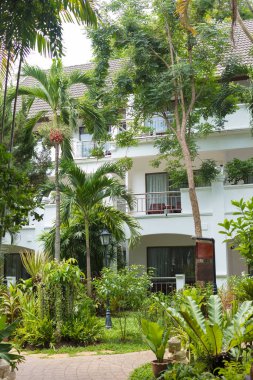 Tayland 'daki otelin bölgesinde vahşi bitki örtüsü. Pattaya, Zirve Temmuz 2019