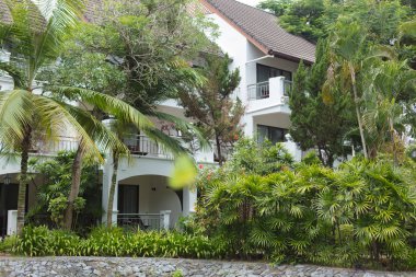 Tayland 'daki otelin bölgesinde vahşi bitki örtüsü. Pattaya, Zirve Temmuz 2019