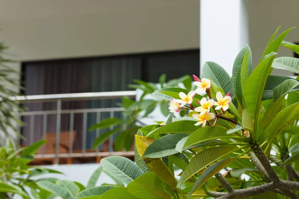 Красивые Цветы Территории Отеля Таиланде Паттайя Отель Паттайя Июль 2019 — стоковое фото