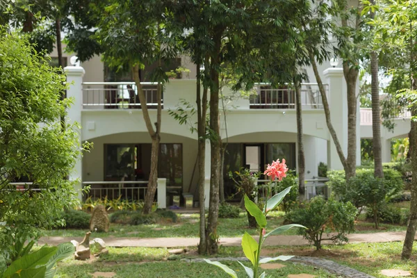 Vackra Blommor Territoriet Hotellet Thailand Pattaya Pinnacle Hotel Juli 2019 — Stockfoto