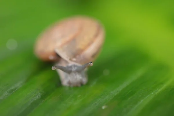 长眼睛的黄蜗牛在草地上爬行 — 图库照片