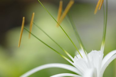 Dar yaprakları ve yüksek maharetli polenleri olan en güzel beyaz Gimenokallis çiçeği.