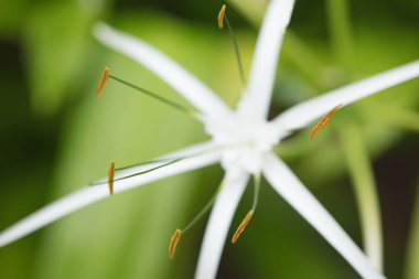 Dar yaprakları ve yüksek maharetli polenleri olan en güzel beyaz Gimenokallis çiçeği.