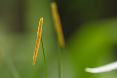 Dar yaprakları ve yüksek maharetli polenleri olan en güzel beyaz Gimenokallis çiçeği.