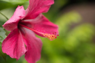 Kırmızı amber çiçeği. Çok güzel tropikal bir çiçek Uzun bir tokmağı olan bir amber çiçeği