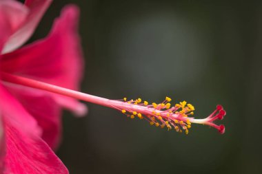 Kırmızı amber çiçeği. Çok güzel tropikal bir çiçek Uzun bir tokmağı olan bir amber çiçeği
