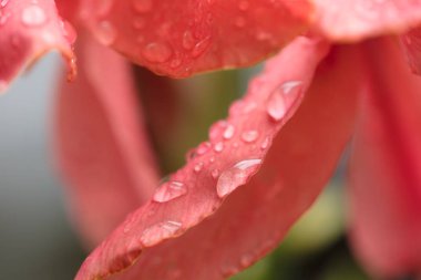 Canna çiçeği turuncu. Yağmurdan sonra Canna çiçeğinin güzel cilvesi