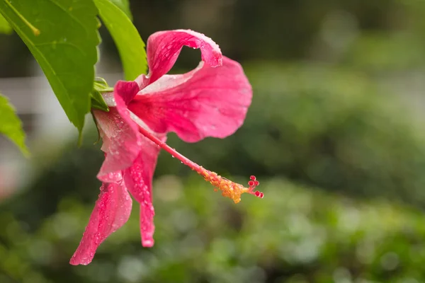 Röd Hibiskus Mycket Vacker Tropisk Blomma Hibiskus Med Lång Mortelstöt — Stockfoto