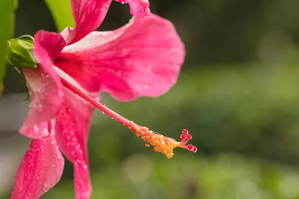 Czerwony Hibiskus Bardzo Piękny Tropikalny Kwiat Hibiskus Długim Motylkiem — Zdjęcie stockowe