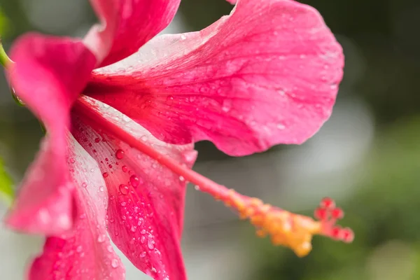 Czerwony Hibiskus Bardzo Piękny Tropikalny Kwiat Hibiskus Długim Motylkiem — Zdjęcie stockowe
