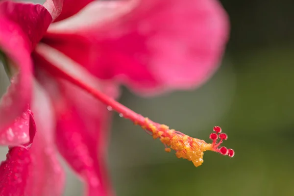 Hibisco Vermelho Flor Tropical Muito Bonita Hibisco Com Pilão Longo — Fotografia de Stock