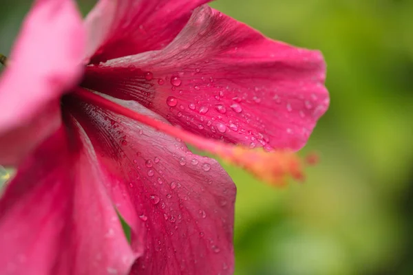 Rode Hibiscus Zeer Mooie Tropische Bloem Een Hibiscus Met Een — Stockfoto