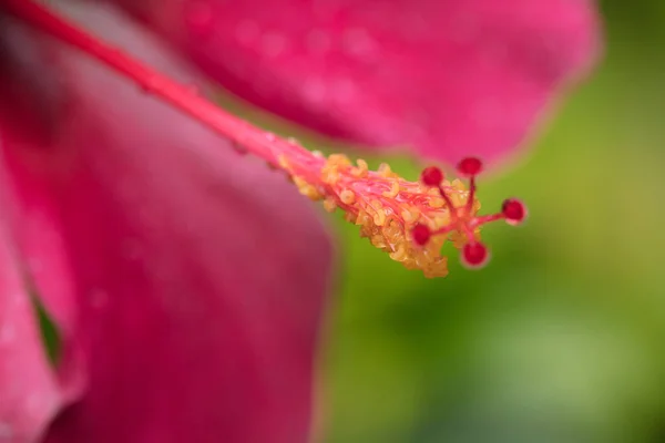 Hibisco Vermelho Flor Tropical Muito Bonita Hibisco Com Pilão Longo — Fotografia de Stock