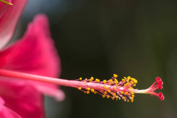 Czerwony Hibiskus Bardzo Piękny Tropikalny Kwiat Hibiskus Długim Motylkiem — Zdjęcie stockowe