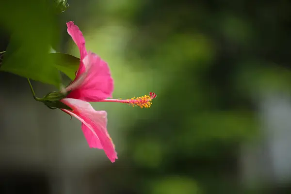 Czerwony Hibiskus Bardzo Piękny Tropikalny Kwiat Hibiskus Długim Motylkiem — Zdjęcie stockowe