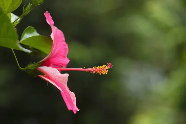 Czerwony Hibiskus Bardzo Piękny Tropikalny Kwiat Hibiskus Długim Motylkiem — Zdjęcie stockowe