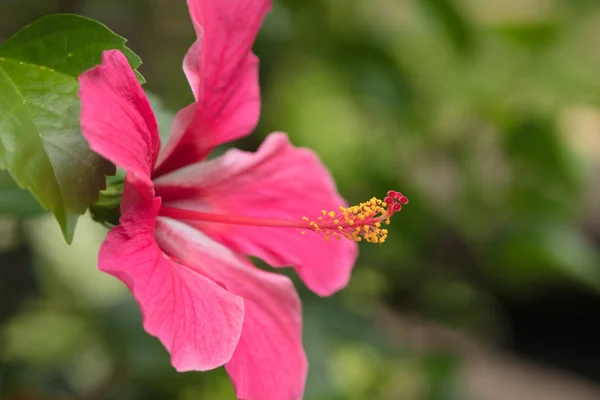 Czerwony Hibiskus Bardzo Piękny Tropikalny Kwiat Hibiskus Długim Motylkiem — Zdjęcie stockowe