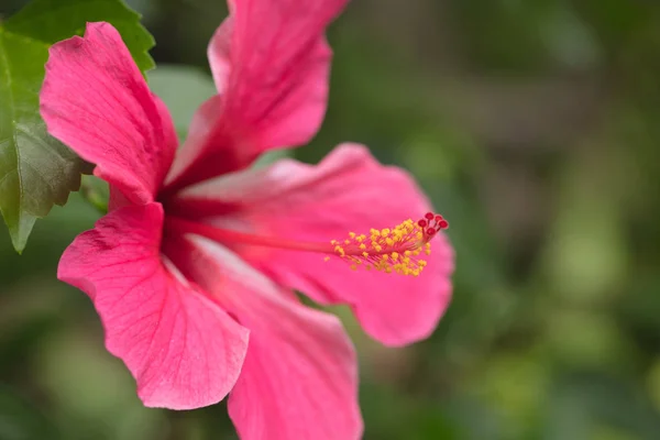 Czerwony Hibiskus Bardzo Piękny Tropikalny Kwiat Hibiskus Długim Motylkiem — Zdjęcie stockowe