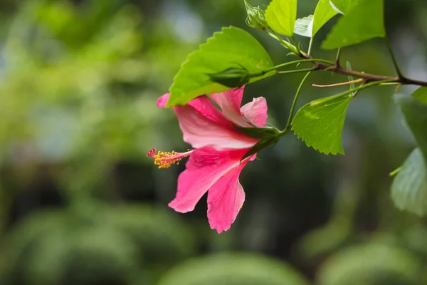 Czerwony Hibiskus Bardzo Piękny Tropikalny Kwiat Hibiskus Długim Motylkiem — Zdjęcie stockowe