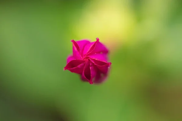 Bela Broto Não Soprado Uma Rosa Vermelha — Fotografia de Stock