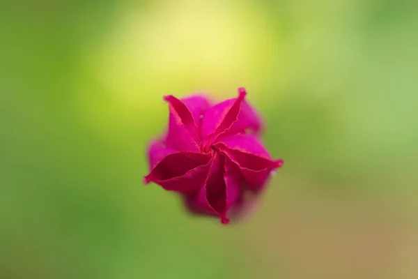 Bela Broto Não Soprado Uma Rosa Vermelha — Fotografia de Stock