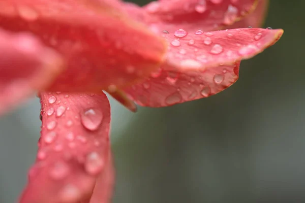 Flor Canna Laranja Bela Inflorescência Flor Canna Após Chuva — Fotografia de Stock