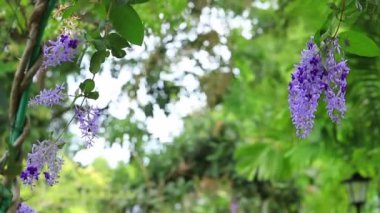 Petrea hacminin çiçek açan lianası güzel çiçeklerdeki rüzgarda sallanıyor.