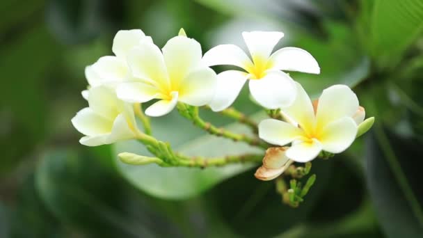 Plumeria 'nın en güzel ve en güzel kokulu çiçeği rüzgarda sallanır. — Stok video