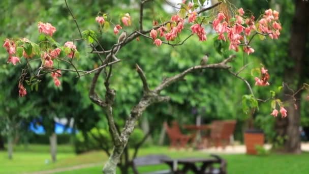 Bright and beautiful mussaenda flowers love the bright sun and sway in the wind — Stock Video