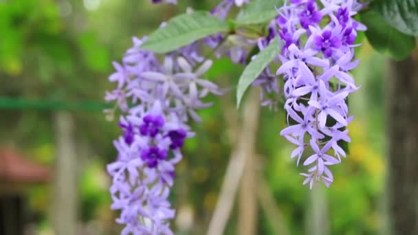 Den blommande liana av petrea volubilis skakar på vinden i de vackra blommorna — Stockvideo