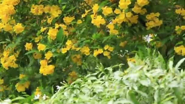 Fiori gialli di tecoma stans su un sole lucente in Tailandia — Video Stock