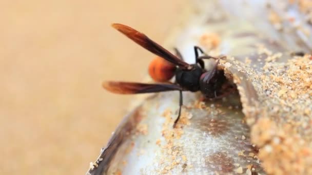 Il grande calabrone tropicale morde pezzi di carne a pesci morti — Video Stock
