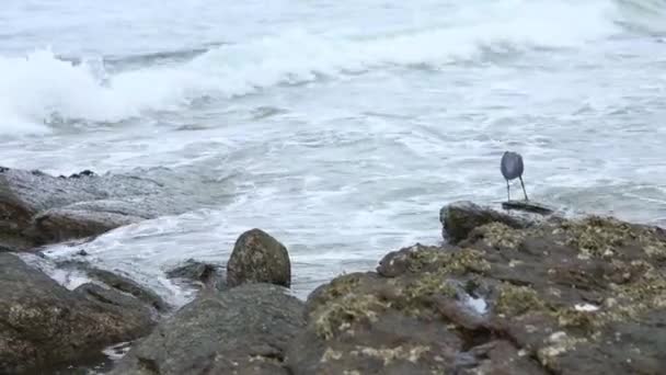 L'uccello marino cattura pesci e granchi in piedi su una pietra vicino all'acqua durante il riflusso del mare — Video Stock