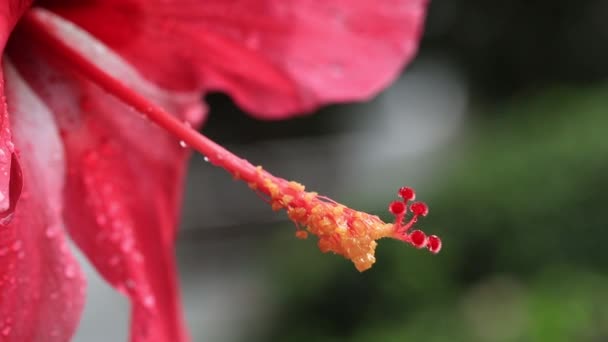 A gorgeous red hibiscus flower sways in the wind after the rain — 비디오